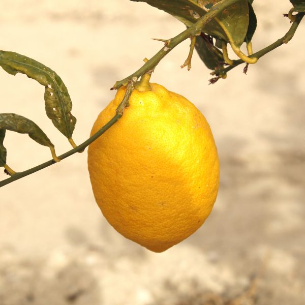limones huerta de abanilla