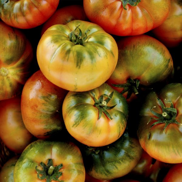 tomate raf